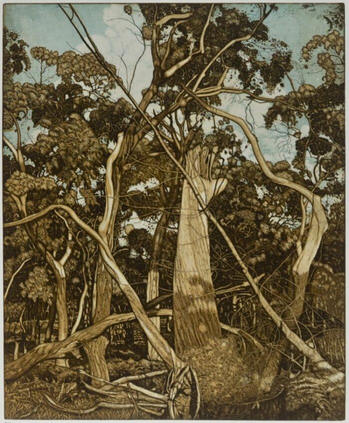 David Frazer All the Trees Above etching aquatint 72 x 59cm $1,750 UF $2,250 F