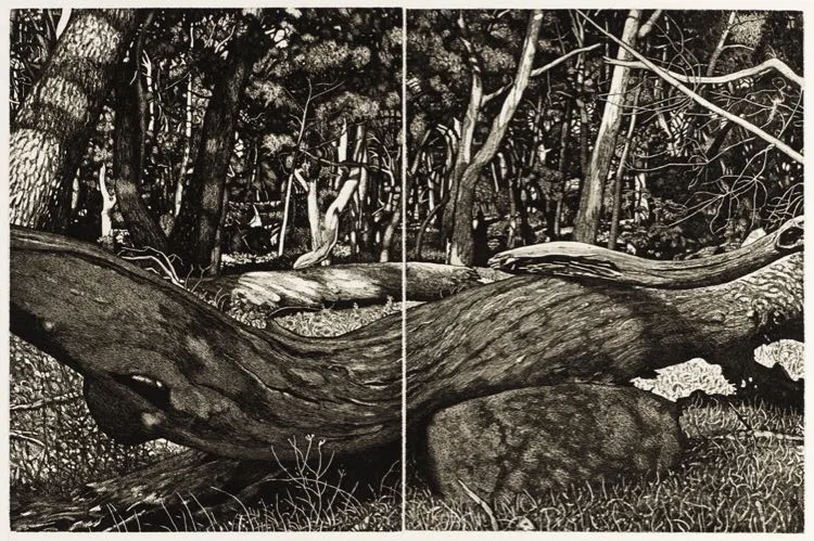 David Frazer, The Tangled Wood (Composition VII)