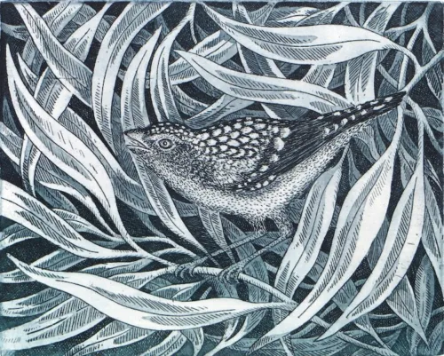 Kati Thamo Sing in the dark- pardalote