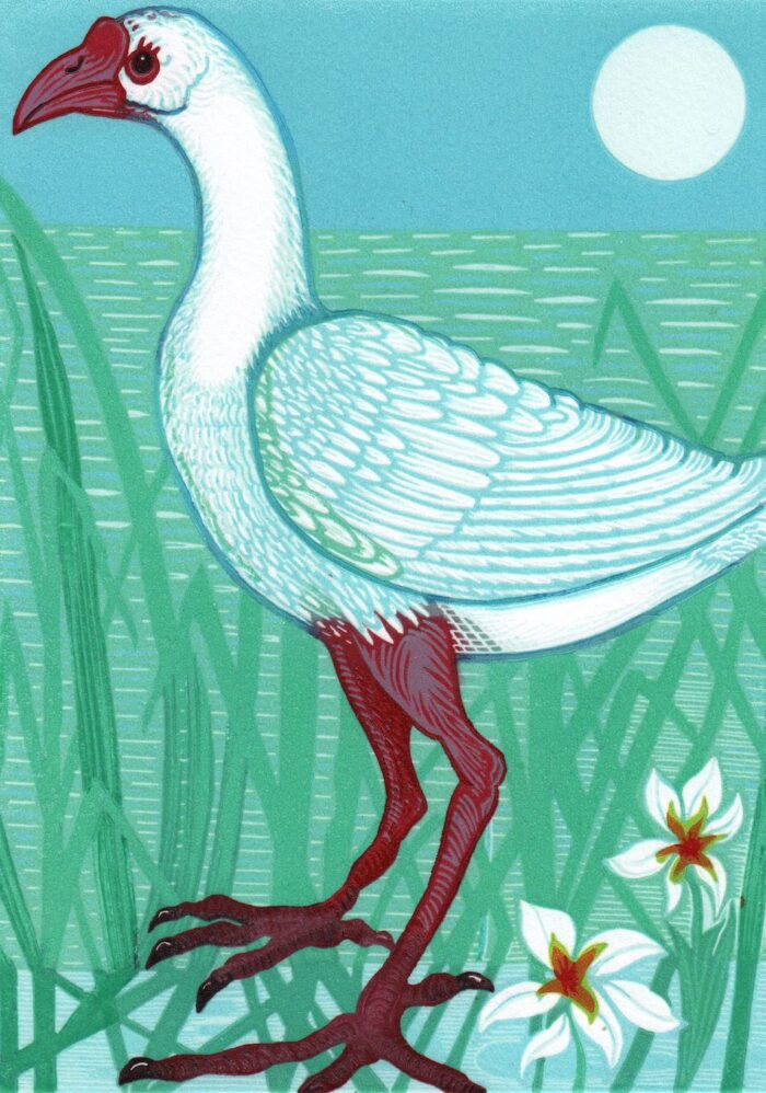 Gwen Scott White Swamphen 2019 reduction linocut 26 x 19cm