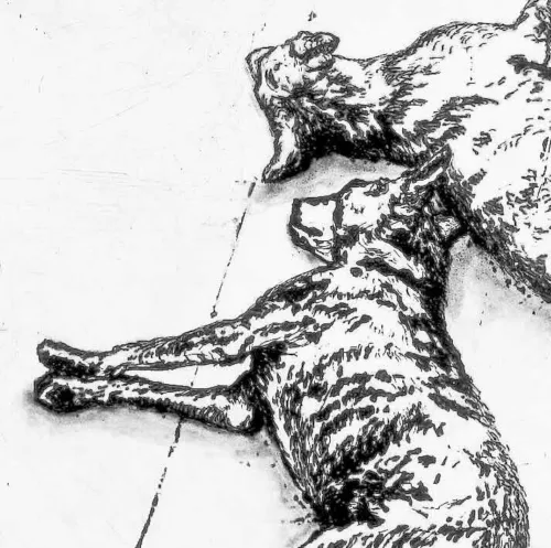 Deborah Williams In distant isolation (detail) 2009 Engraving intaglio 25 x 25 cm AP $1020 f