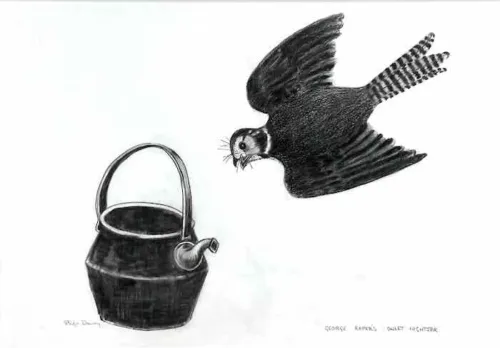 Philip Davey George Raper's Owlet Nightjar graphite on paper 36 x 52cm $1,900 f