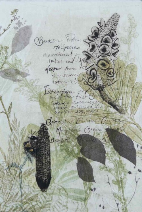 Trudy Rice Native Bee in the Banksias (with Text) multi solar plate etching and monotype work on paper 28 x 19cm $320